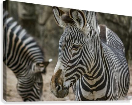Stripes  Zebra  Canvas Print