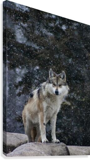 Cold Night Wolf Canvas Print