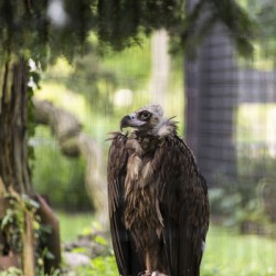 Buzzard
