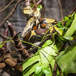 Curled Up  Python 