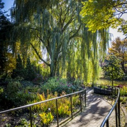 Drape of Trees