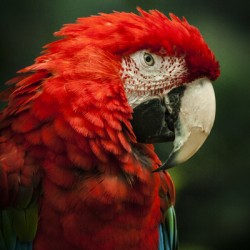 Parrot Portrait