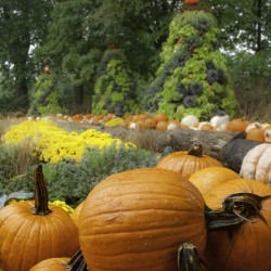 Pumpkins