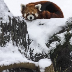 Red Panda