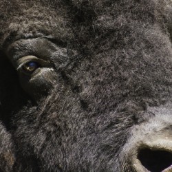 Reflection of a Buffalo