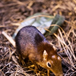 Small Elephant Mouse
