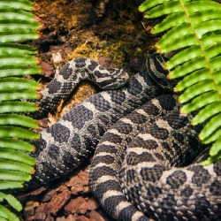 Soaking up Shade   Rattle Snake 