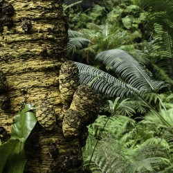 Trees Textures
