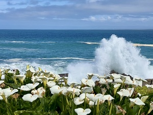 Pacific Grove California