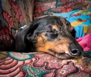 Little Benney the Resuce Dog