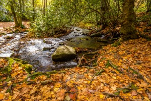 Autumn Beauty
