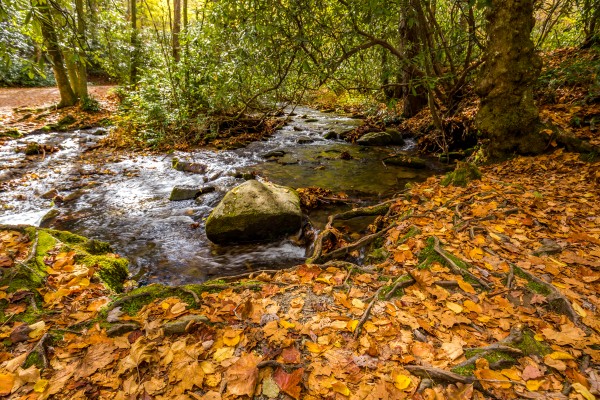 Autumn Beauty by JMcCool
