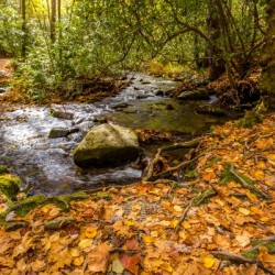 Autumn Beauty