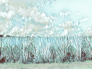 Sugar Cane