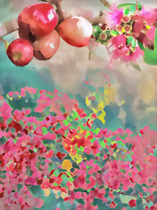 Pommes deau on smokey Bougainvillieas 