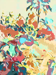 Bougainvillea Pop