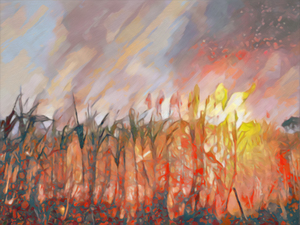 Sugar Cane on Fire