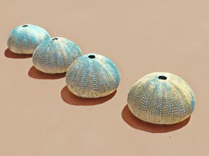 Urchins