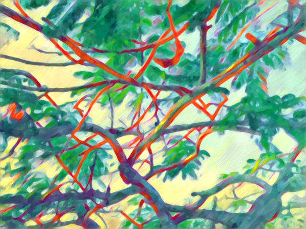 Flamboyant Tree Print