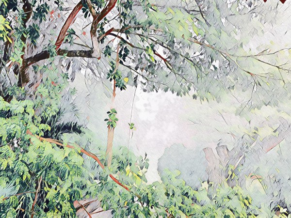 Raintree  Print