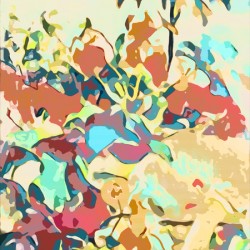 Bougainvillea Pop