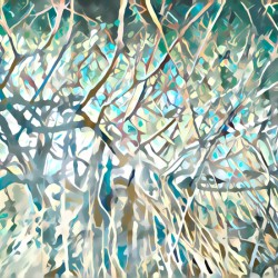 FICUS TREE