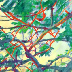 Flamboyant Tree