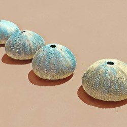 Urchins