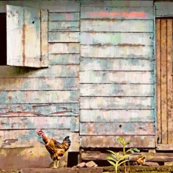 Chicky Weathered  Facade