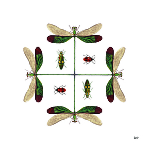 Bug Order 1