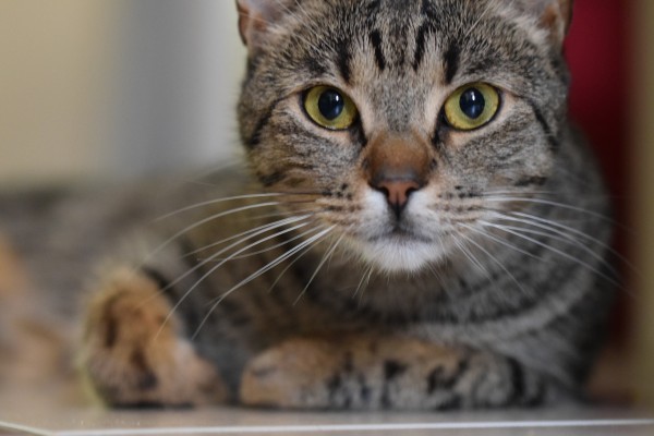 Cat Print