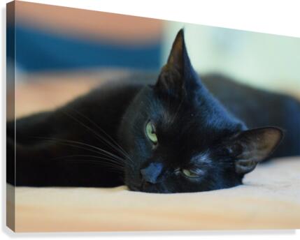 black cat Canvas Print