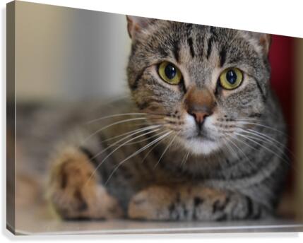 Cat Canvas Print