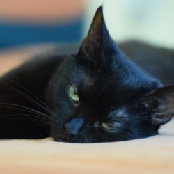 black cat