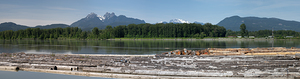 Pano of golden ears