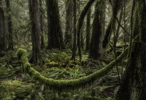 Forest Walk