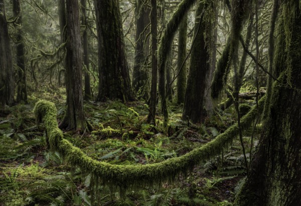 Forest Walk by fredmeyer