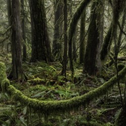 Forest Walk