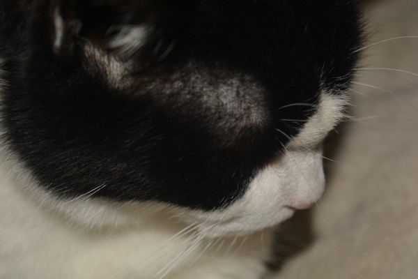 Black and white cat by Cassandra Lewis