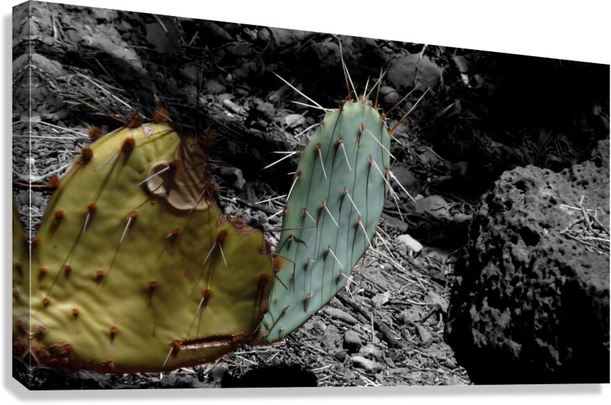 Cactus Canvas Print