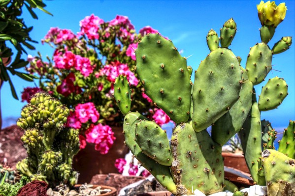 Cactus and colourful Flowers by Bentivoglio Photography
