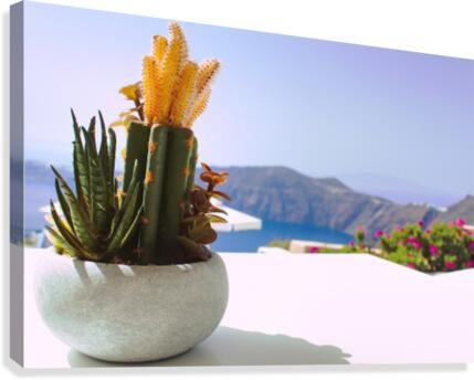 Cactus  Canvas Print