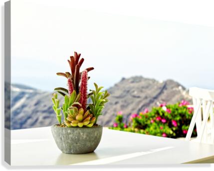  Cactus Canvas Print