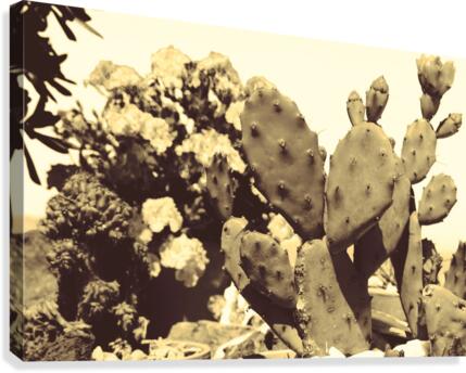 Cactus  Canvas Print