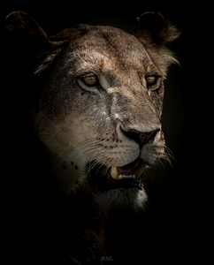Lion Portrait Colour