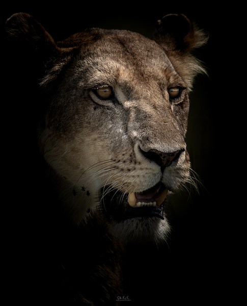 Lion Portrait Colour by SETHU RAJ R