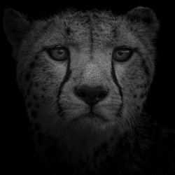 The Chettah Portrait BW