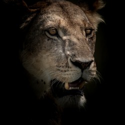 Lion Portrait Colour