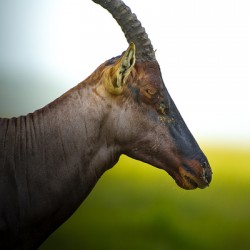 Topi Portrait Colour