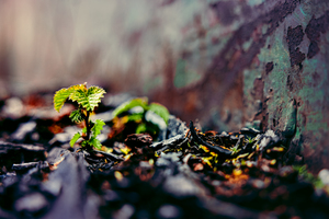Rebirth